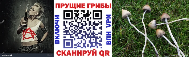 Псилоцибиновые грибы Psilocybe  наркошоп  Лесной 